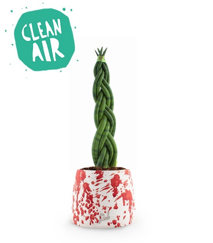 Sansevieria Twister