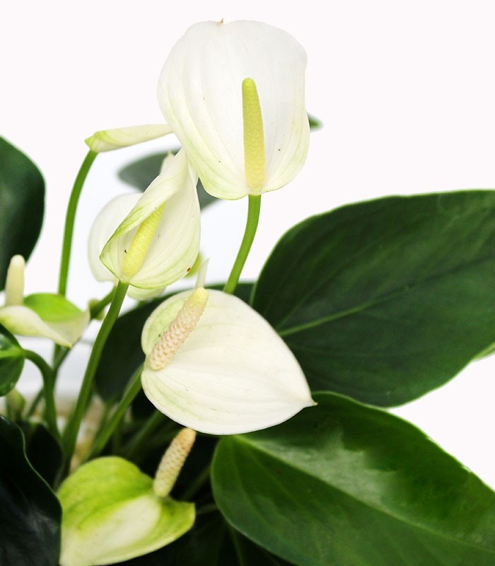 Anthurium Bianco idroponica