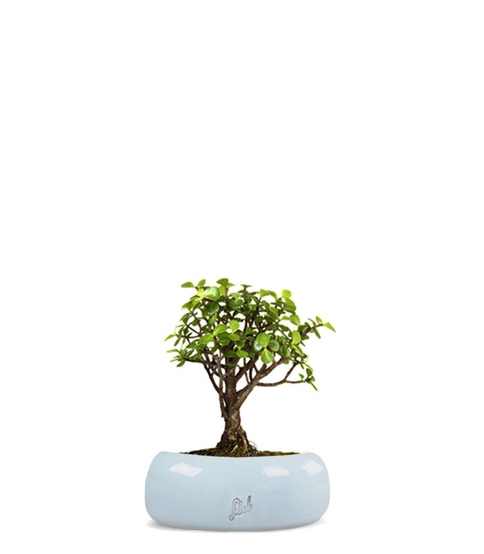 Portulacaria S Bonsai