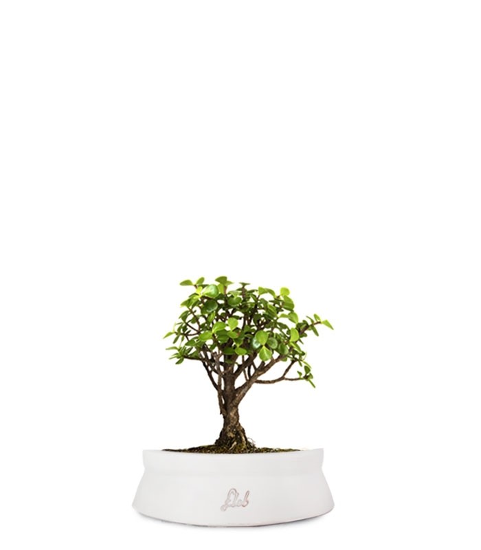 Portulacaria S Bonsai