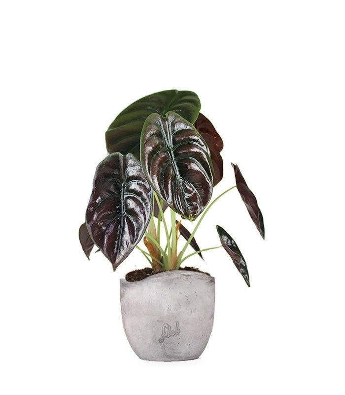 Alocasia Red Secret