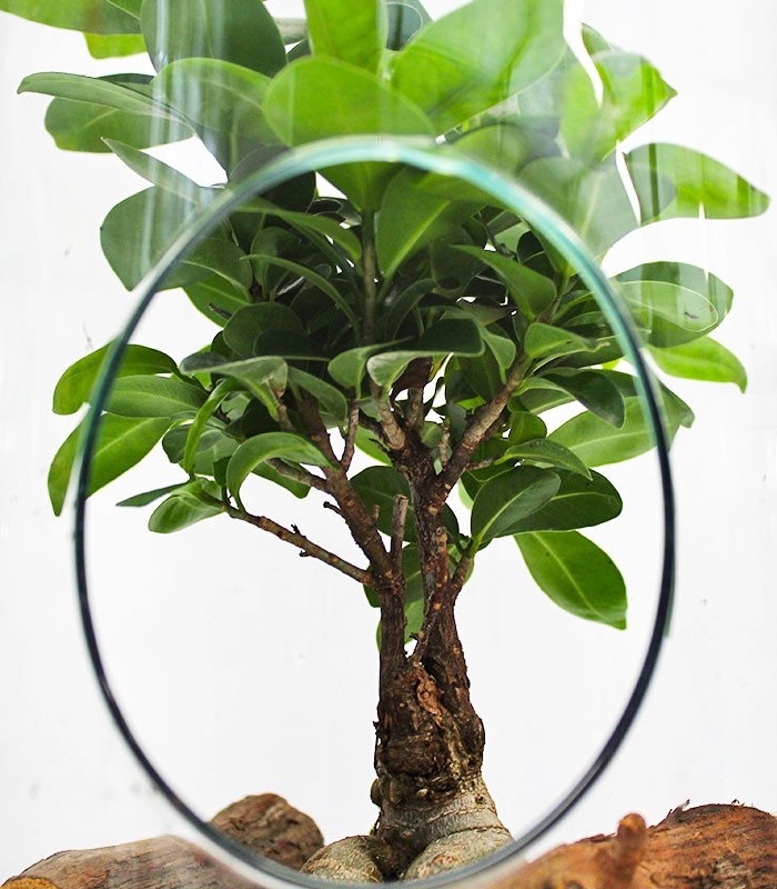 Ficus Ginseng in vetro