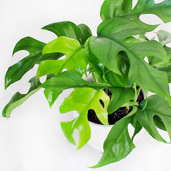 Monstera Minima