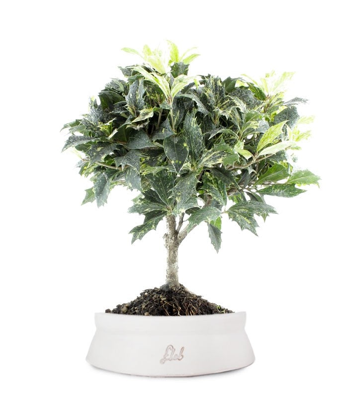 Osmanthus