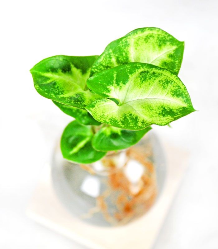Syngonium sfera con led