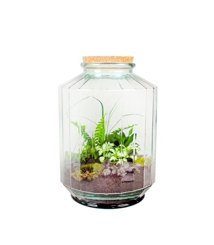 Terrarium in vetro