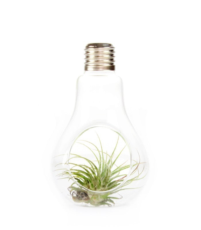 Tillandsia in vetro Flob