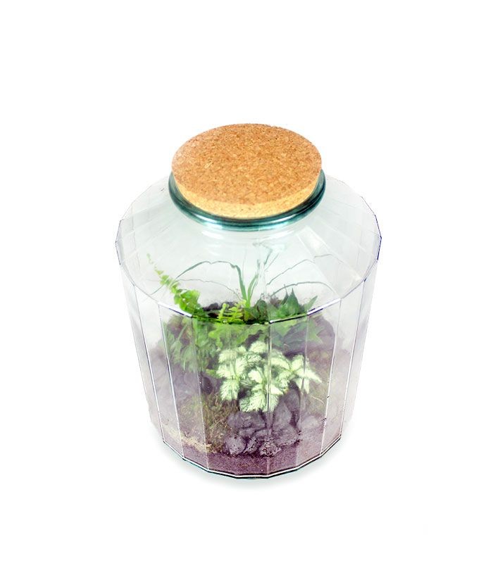 Terrarium in vetro