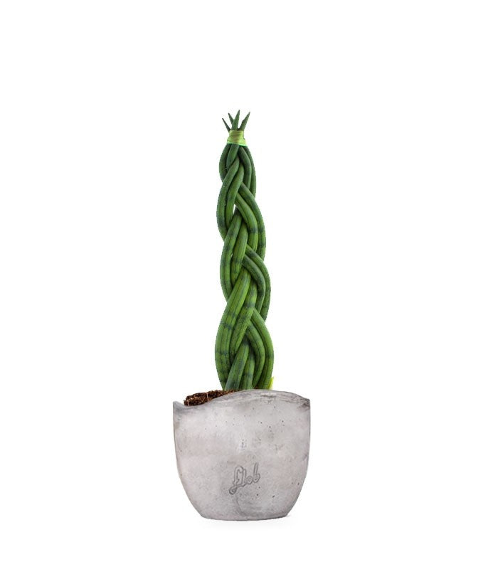 Sansevieria Twister