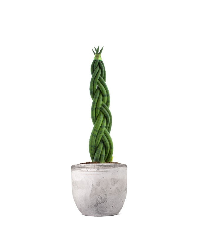 Sansevieria Twister