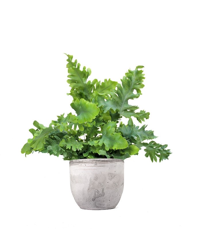 Phlebodium Aureum "Davana" | Felce
