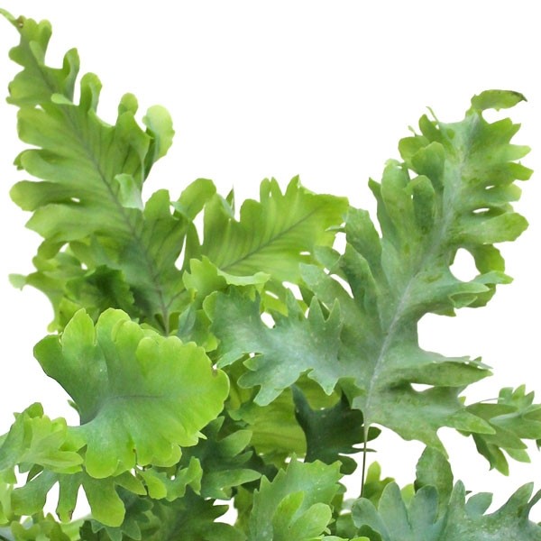 Phlebodium Aureum "Davana" | Felce