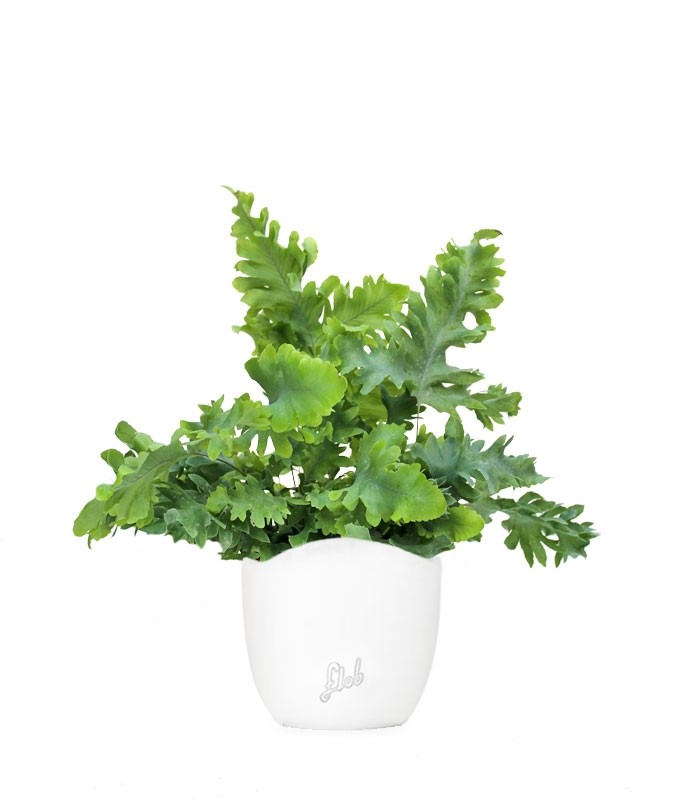 Phlebodium Aureum "Davana" | Felce