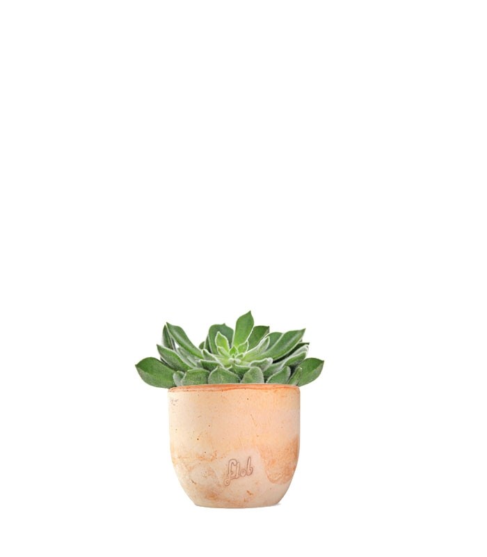 Echeveria Setosa