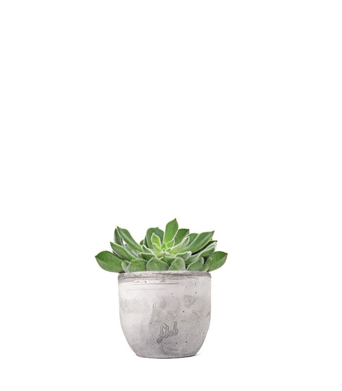 Echeveria Setosa