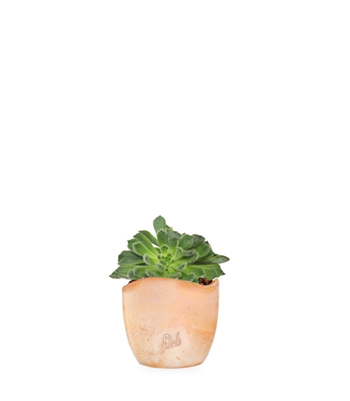 Echeveria Setosa "Deminuta"