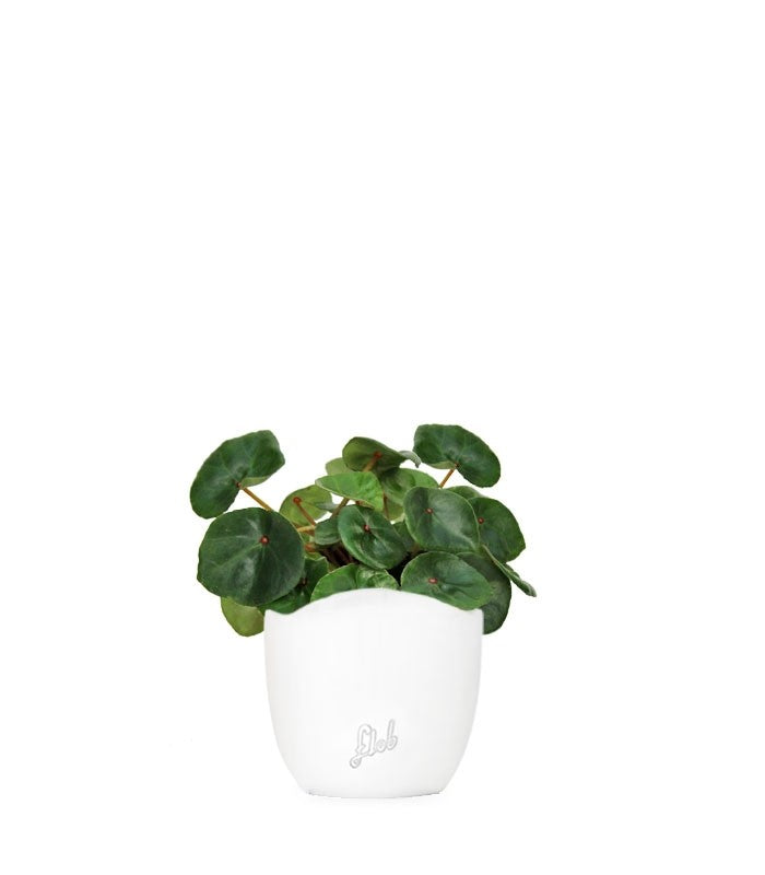 Begonia Red Ruby