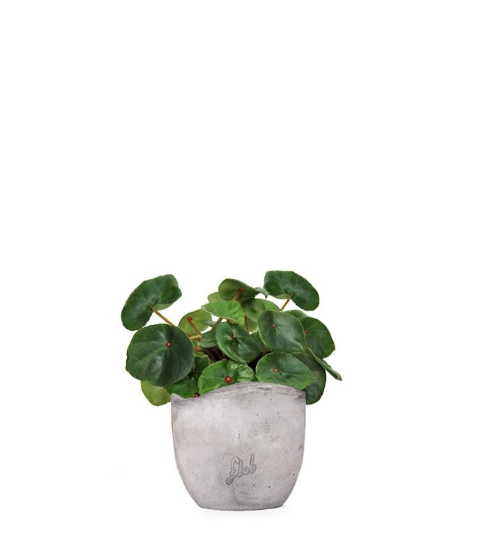 Begonia Red Ruby