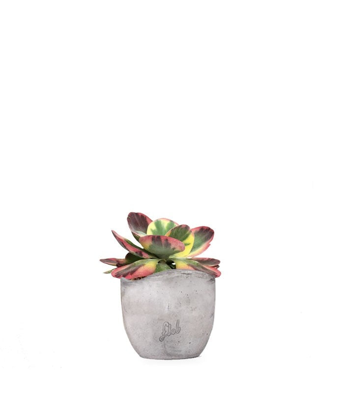 Kalanchoe thyrsiflora variegata