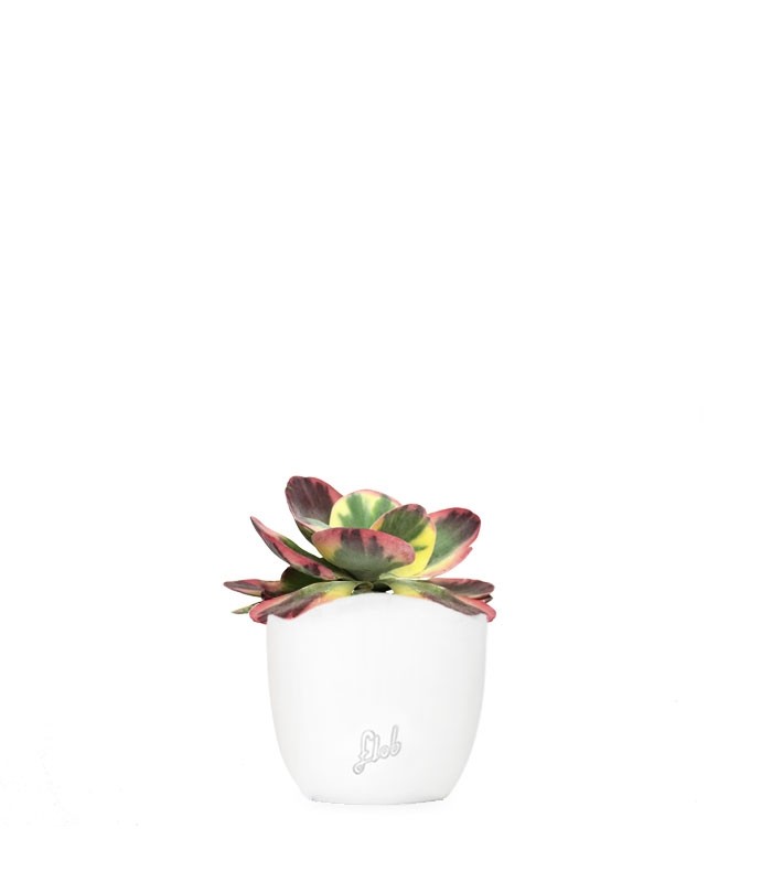 Kalanchoe thyrsiflora variegata