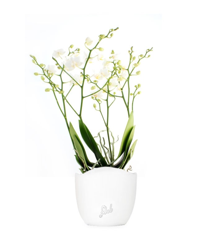 Orchidea |Phalaenopsis Sogo pop corn