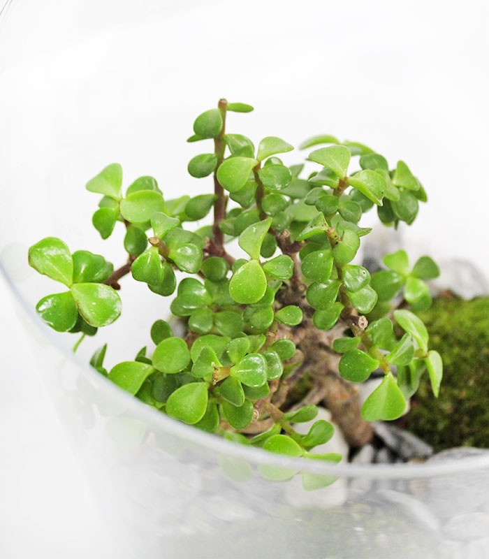 Portulacaria bonsai in terrarium