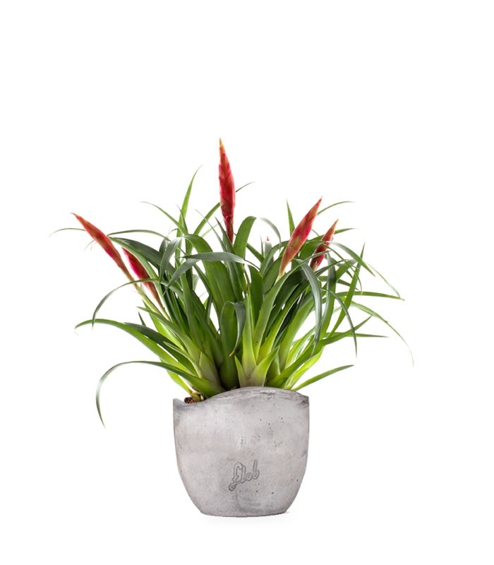Guzmania Astrid Red