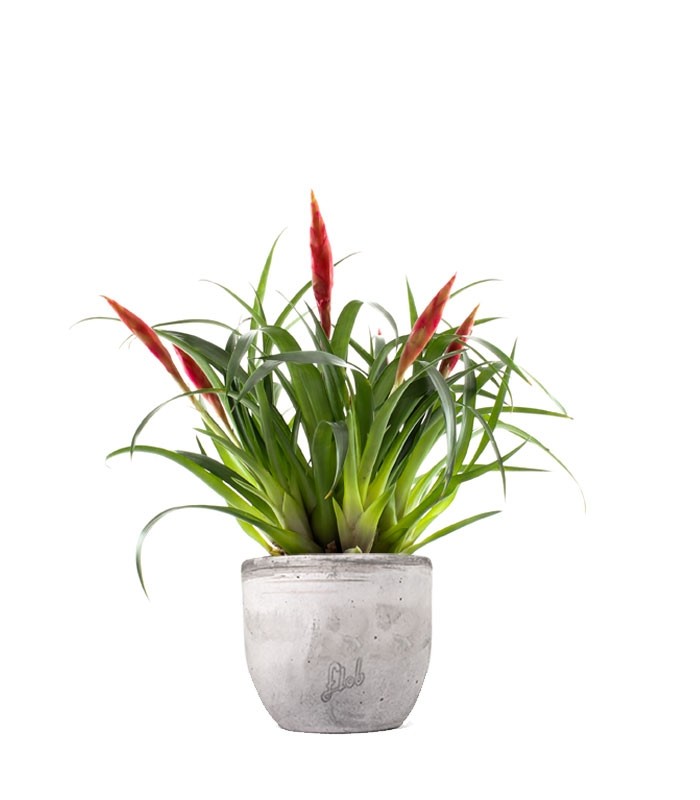Guzmania Astrid Red