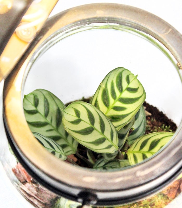 Lanterna terrarium con led