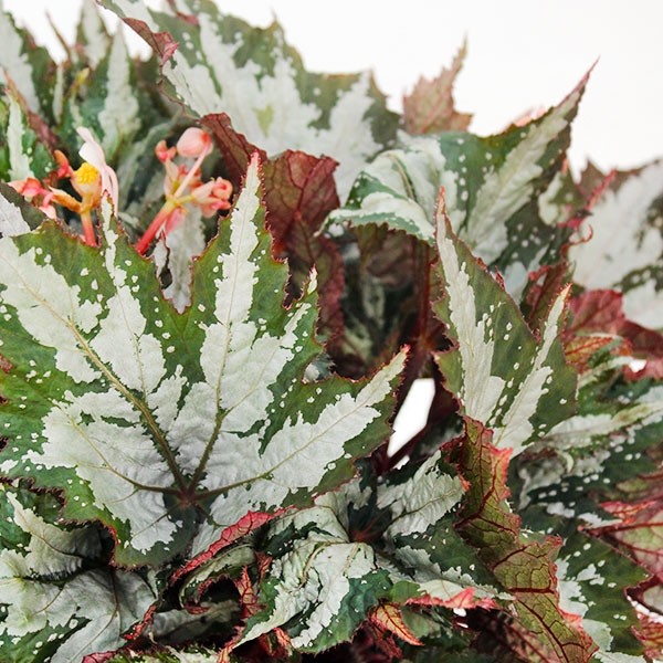 Begonia Sumatra Green