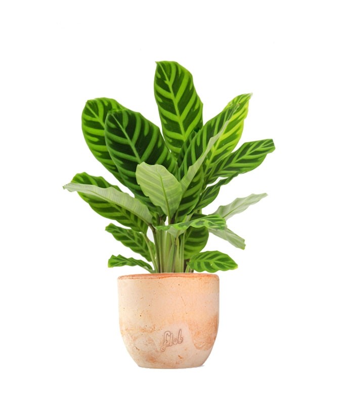 Calathea Zebrina