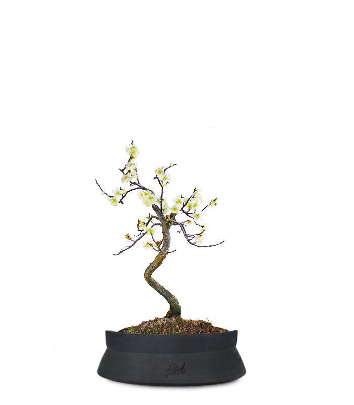 Prunus bonsai Giapponese fiore bianco S
