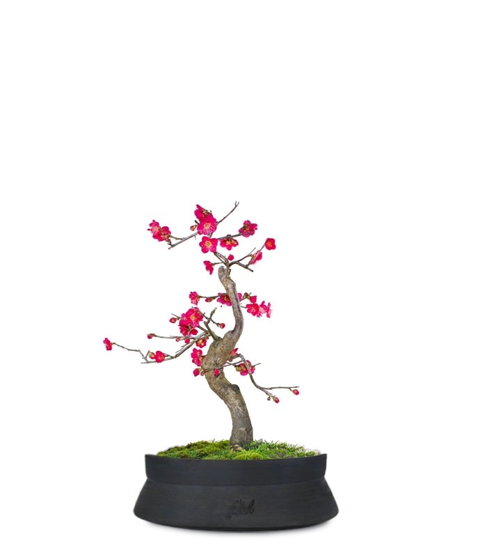 Prunus bonsai Giapponese fiore rosa S