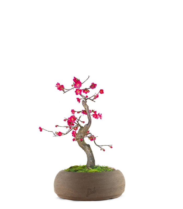 Prunus bonsai Giapponese fiore rosa S