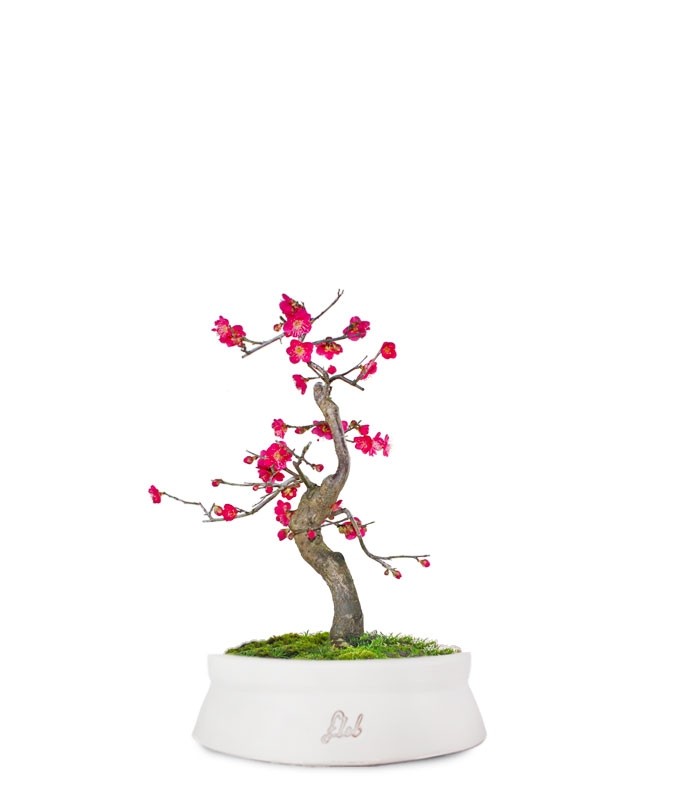 Prunus bonsai Giapponese fiore rosa S