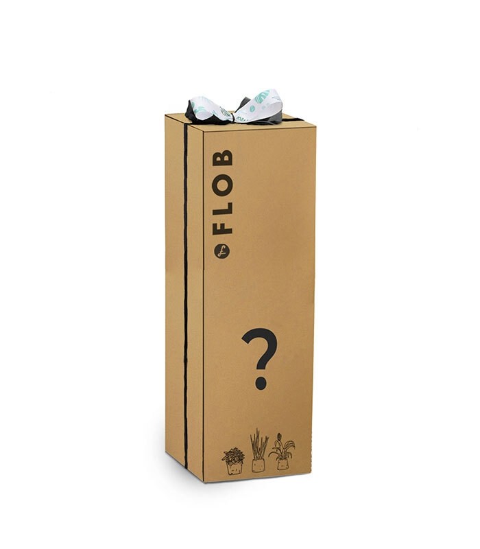 Must have Pack