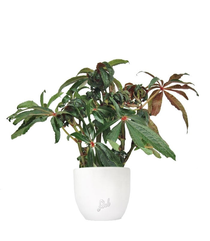 Begonia Luxurians