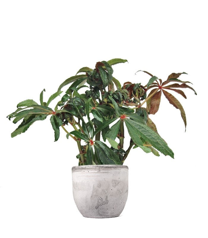 Begonia Luxurians