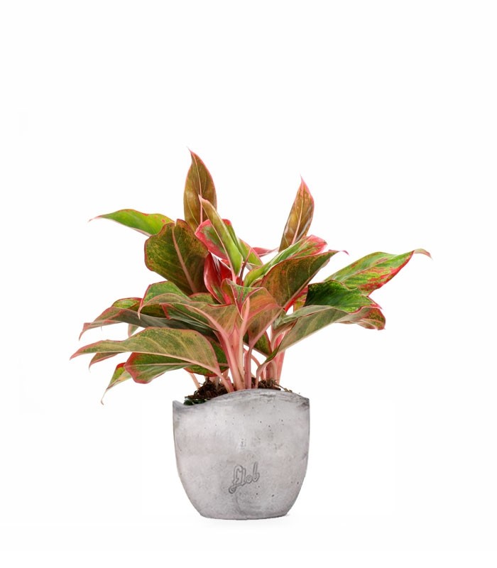Aglaonema Siam Aurora
