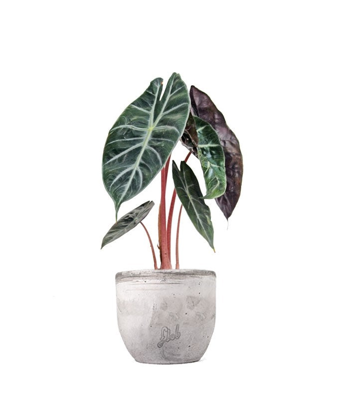 Alocasia Pink Dragon