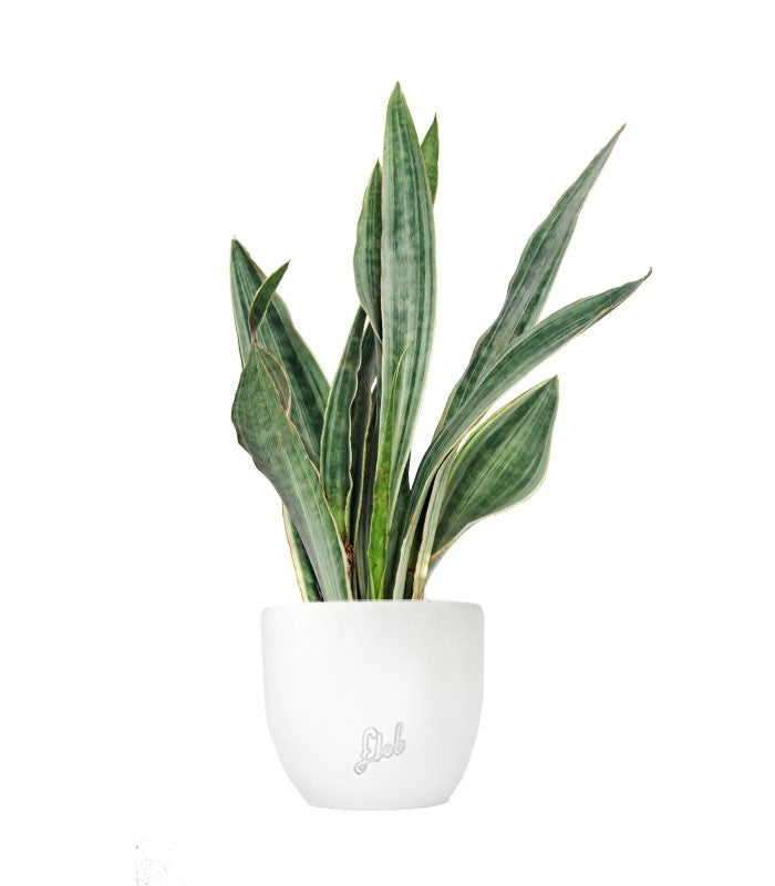 Sansevieria trifasciata "Silver Queen"