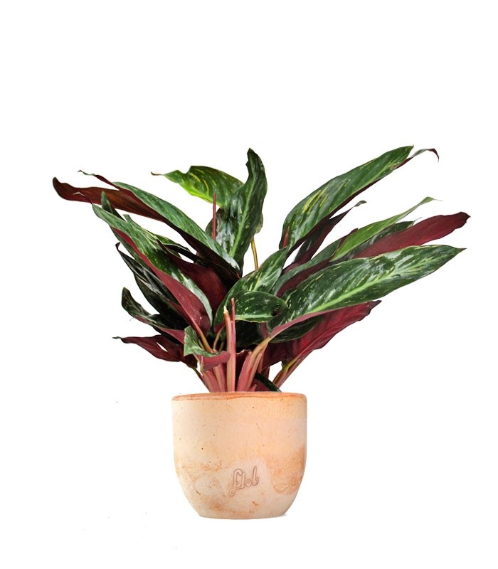 Calathea Stromanthe Sanguinea “Magic Star”