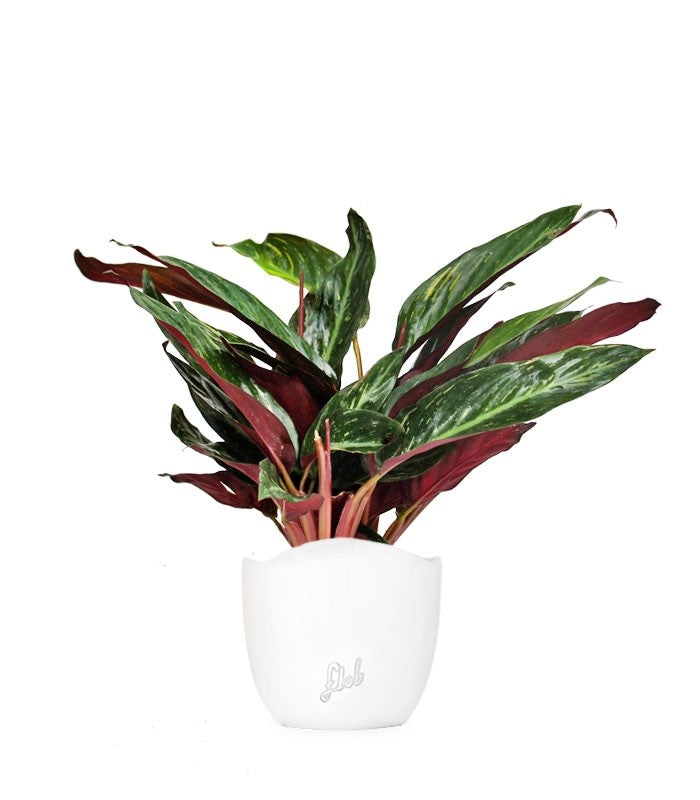 Calathea Stromanthe Sanguinea “Magic Star”