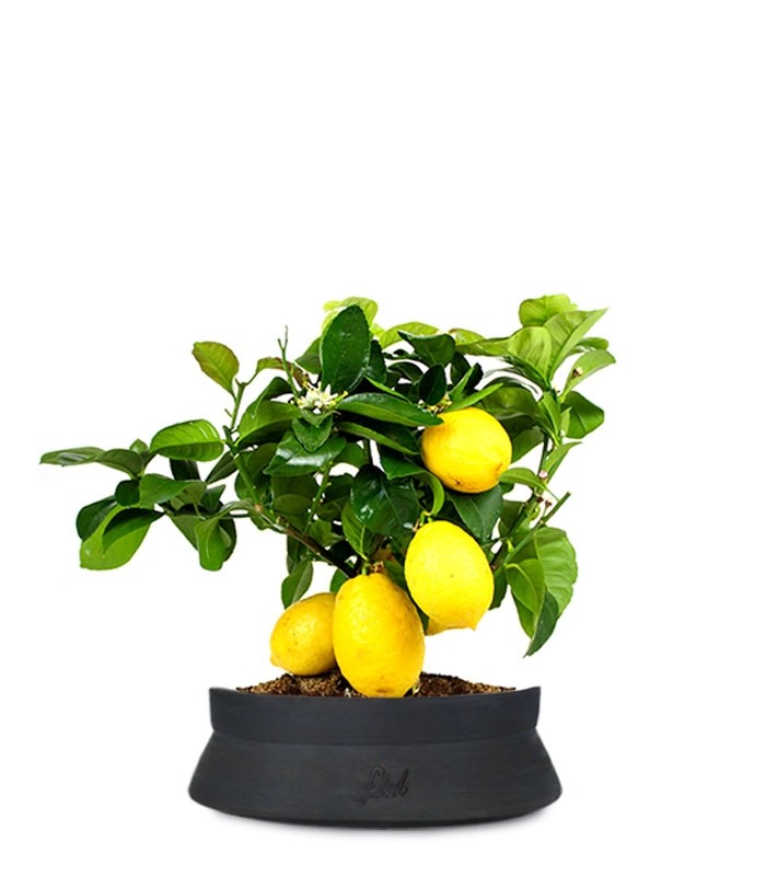 Pianta di limone