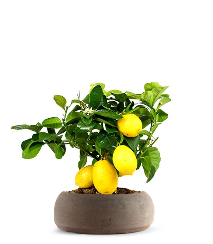 Pianta di limone