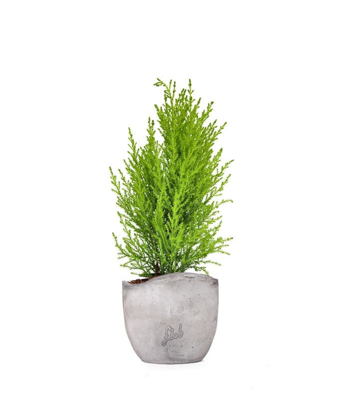 Cipresso Golden Crest in vaso