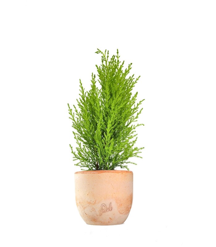 Cipresso Golden Crest in vaso