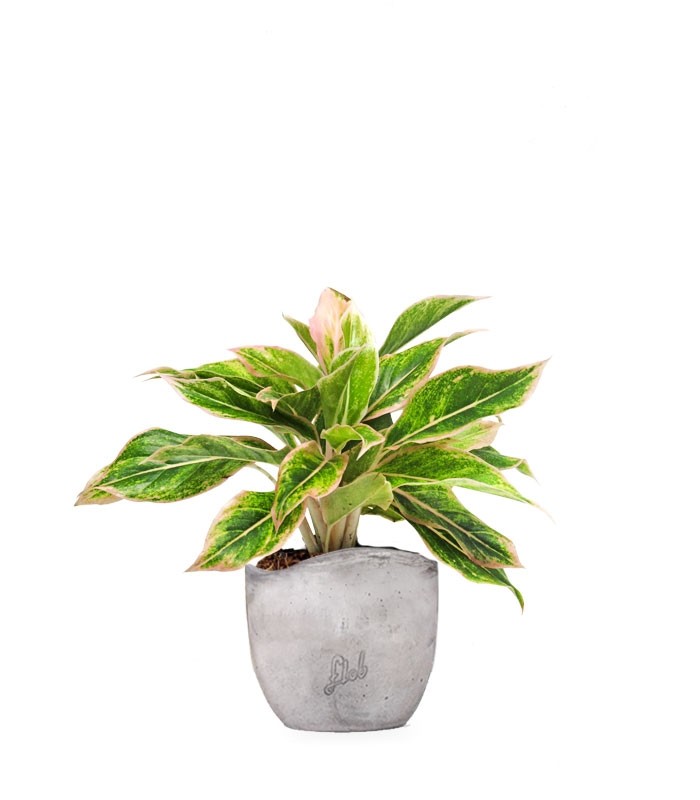 Aglaonema "Sparkling Sarah"