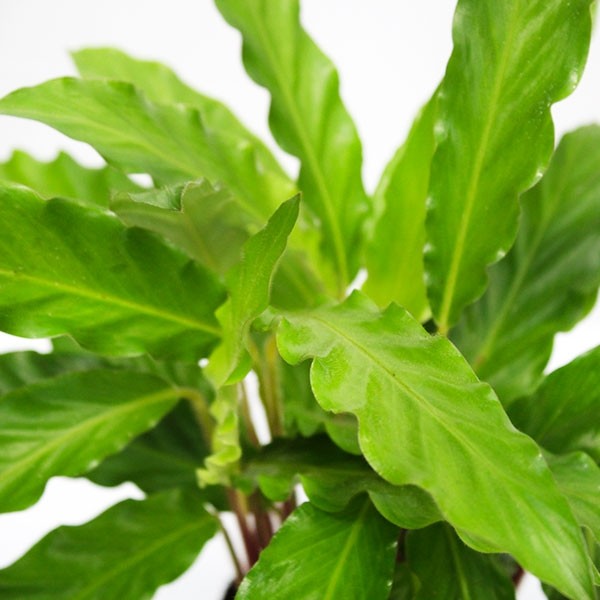 Calathea Rufibarba