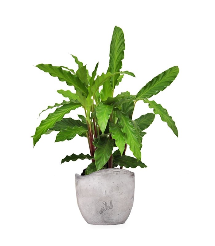 Calathea Rufibarba